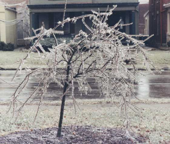 Ледяное дерево.