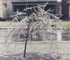Ледяное дерево.